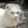 That Vile Cat 的头像