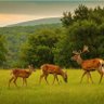 Rajasthani culture and nature lover 的头像