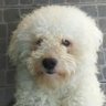 Caniche opina profil fotoğrafı