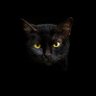 ⚜️ El Gatto ⚜️ profil fotoğrafı