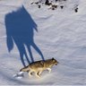 Marie Loup 🐺 的头像