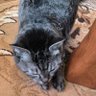 うさっち's profile picture