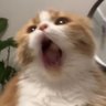 foam's profile picture