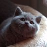 🐈Tommyさん🐾🇺🇦 【Ø】(Let’s go 🐧s ) 的头像