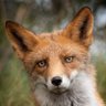 Фото профиля OneBrownDog
