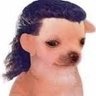 Profilbild von pochi