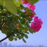 أم سعود ✨ALASHRAF_515 ` profil fotoğrafı