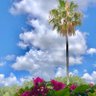 SwayinPalms🌴 profil fotoğrafı