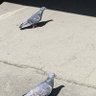 鳩 profil fotoğrafı