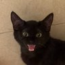 CAT ⚛️ profil fotoğrafı
