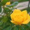 Yellow Rose profil fotoğrafı