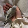 미르나 的头像