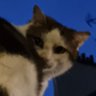 zhuzhuzhu's profile picture