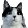 Profilbild von しまっち