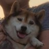 Profilbild von 旺柴