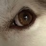 🐺ぼんくる2nd🐰🖤👑🐱🌸🧬💜🐈‍⬛💚🐰🖤🐰🖤 profil fotoğrafı