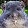 Profilbild von Skimbob