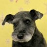 犬山ここあ profil fotoğrafı