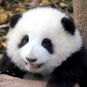 Panda with a rocket launcher 🐼 profil fotoğrafı