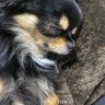 こまだ🐧.'s profile picture