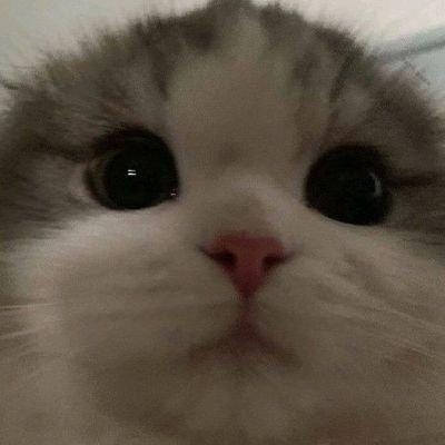 부붑밬's profile picture