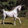 Фото профиля licorneacinqpattes