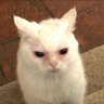 Kulu's profile picture
