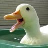 ダチョウです🦩's profile picture
