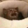 LinksMasterSword's profile picture