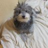 としちゃん's profile picture