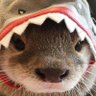 Profilbild von hoofhorn.bsky.social