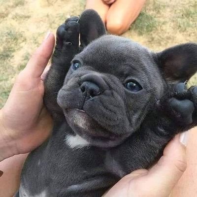 French Bulldog 🐶's profile picture