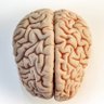 Acomodo cerebros's profile picture