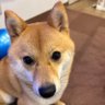 Фото профиля てぃてぃ🐕🐾