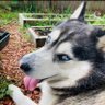 Silver ❤️ profil fotoğrafı