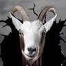 بُزِ دانا profil fotoğrafı
