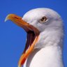 Seagull Eagle 的头像