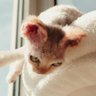 Profilbild von sunsmire