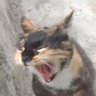 Profilbild von totoro