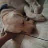 suriilimehek's profile picture