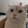 噗呲's profile picture