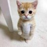 yuou(🍊、💊)'s profile picture