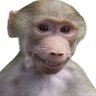 Profilbild von Polok