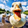 Quack quack...'s profile picture