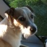 Nose's profile picture