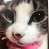 マコマヨ 的头像