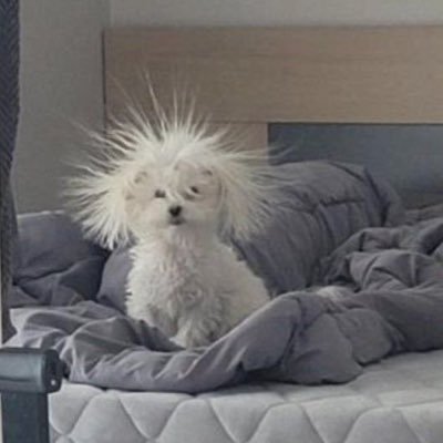 boyu0555's profile picture