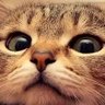 👹鬼瓦 権蔵👹's profile picture