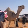 ℐℬℛ𝒜ℋℐℳ 𝒜ℒ- ℳ𝒜ℋℳ𝒪𝒰𝒟 🇰🇼🇸🇦 profil fotoğrafı