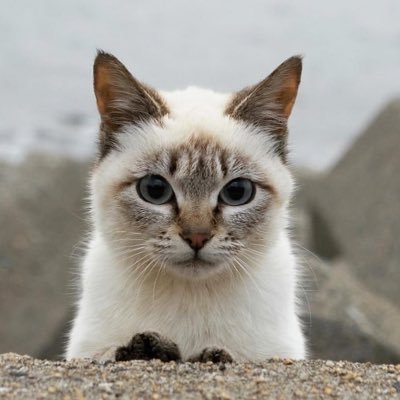 igarashikenta's profile picture
